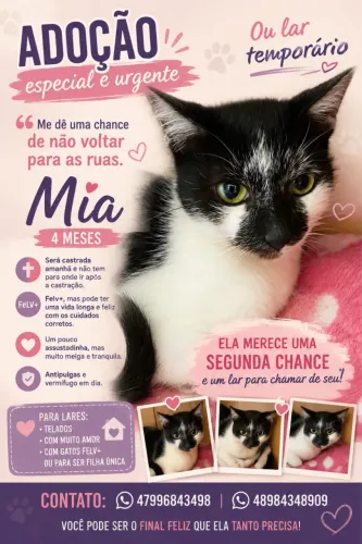Gatinho para adoção