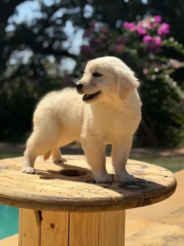 Seu Golden você encontra aqui 