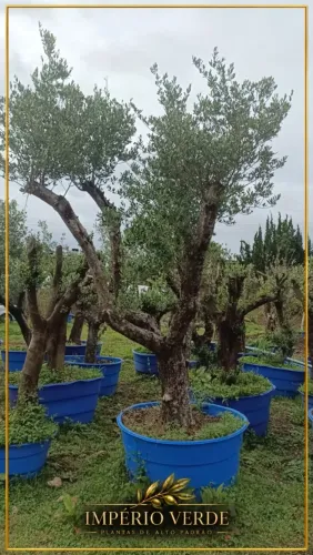 Oliveiras