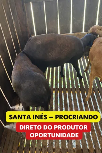 ? DESCRIÇÃO: ? Vendo carneiras da raça Santa Inês, ótimas para criação e reprodução!  ?
