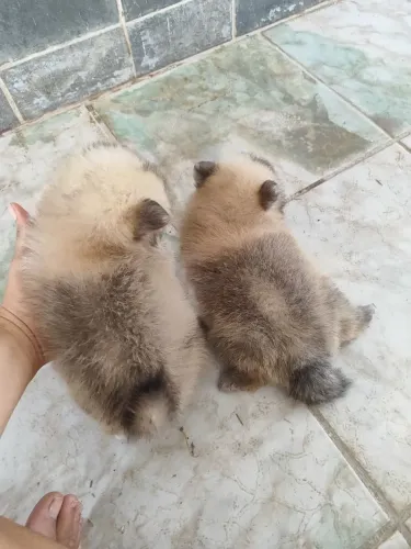 Lulu da Pomerânia/sptiz alemão 