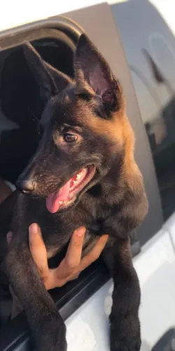 Filhote de Pastor belga malinois