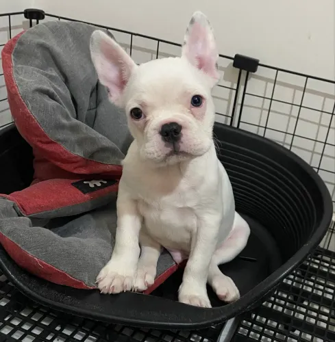 Buldogue francês macho