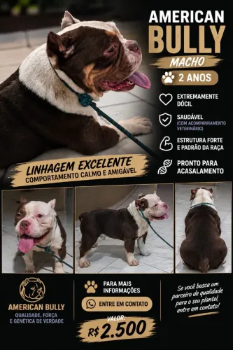 American Bully