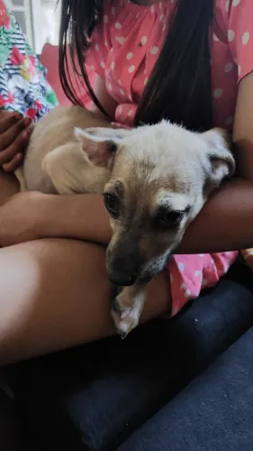 Cachorro porte médio 