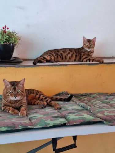 Gatos bengal Disponíveis