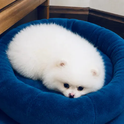 Lulu da Pomerania
