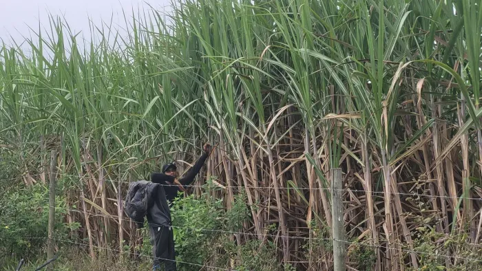 Cana de açúcar para silagem ou caldo LEIA O ANÚNCIO