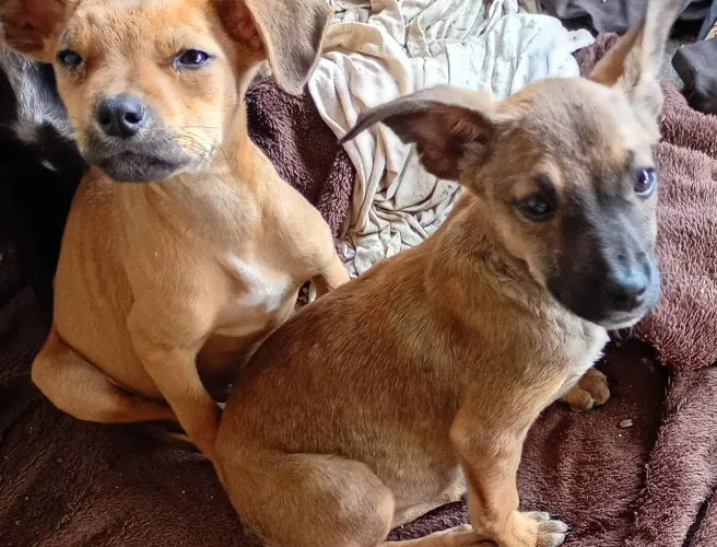 Doa se cachorrinhos. 
