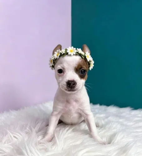 Pinscher Fêmea Delicada e Linda