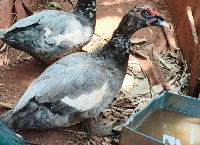 Pato adulto grande (2 anos de idade)