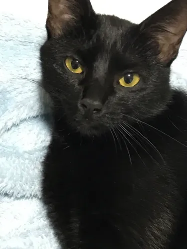 Doação de gata