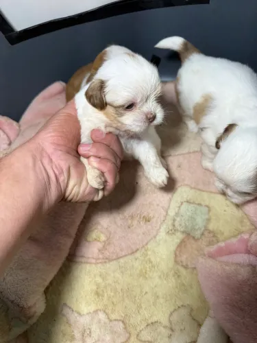 Vendo filhote de Shih Tzu - linhagem chocolate, Leia o Anúncio.