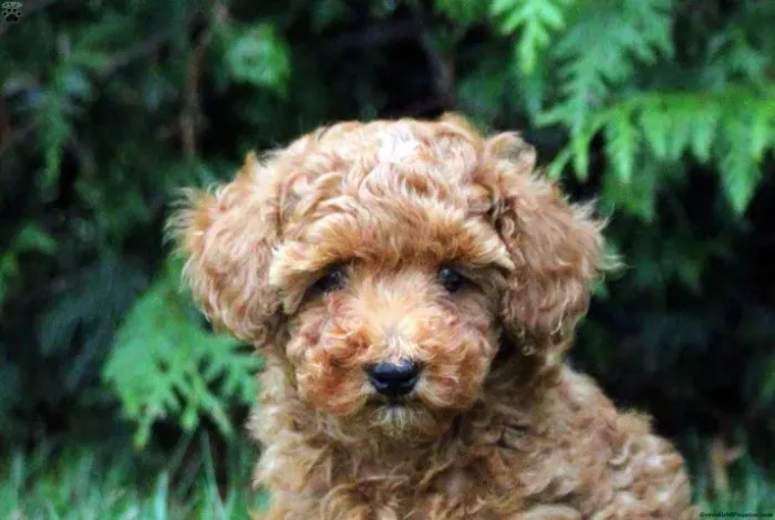 Poodle disponível hoje - leve agora
