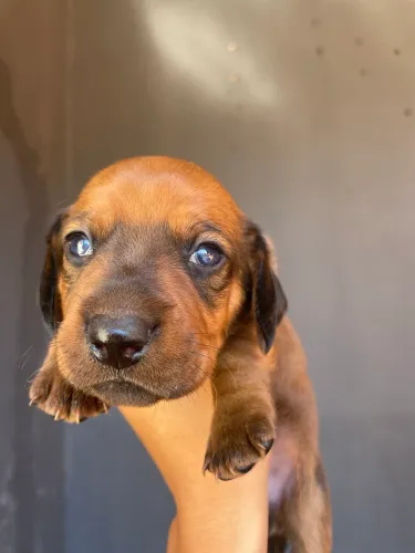 dachshund /salsicha /cofap