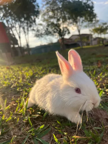 animal