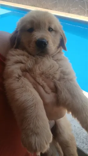 Cães para ambiente familiar