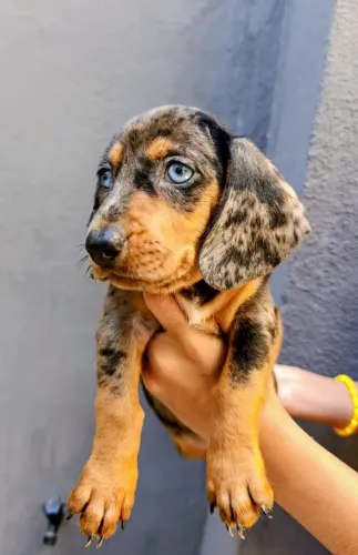 Dachshund alerquim macho 