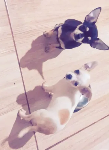 Chihuahua Machos