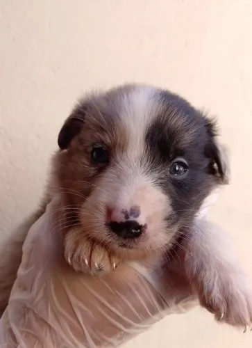 Filhote de Border Collie