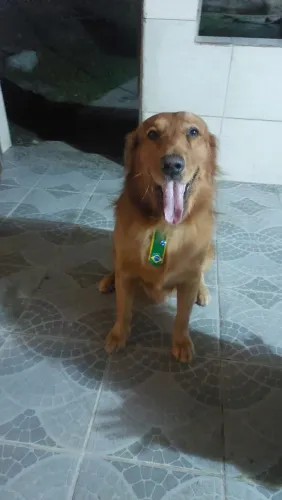 Raça Golden, quero uma namorada para meu Golden