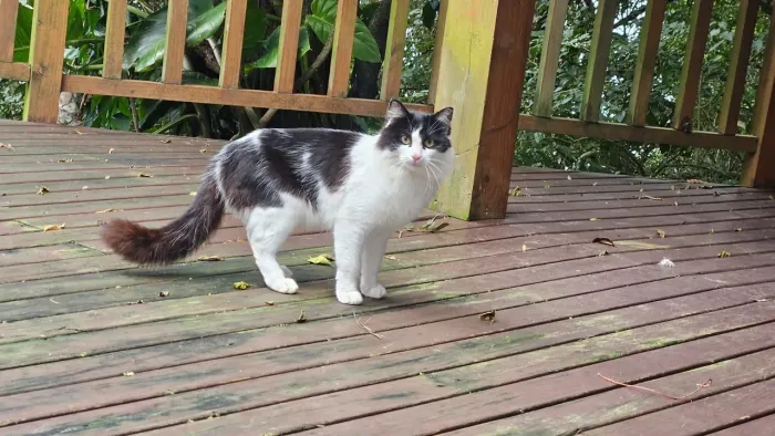 Gatos castrados abandonados para adoção