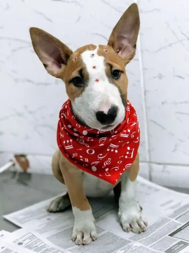 Bull Terrier Disponível com Contrato de Garantia e Condições Especiais de Parcelamento