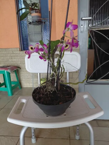 orquídeas vendo no vaso