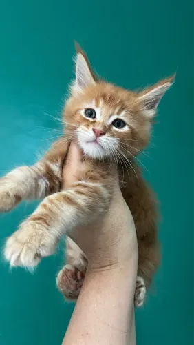 Filhotes maine coon disponíveis