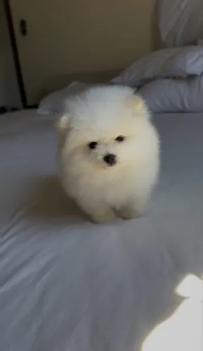 Lulu da pomerania fêmea anã estilo ursinho linhagem pura