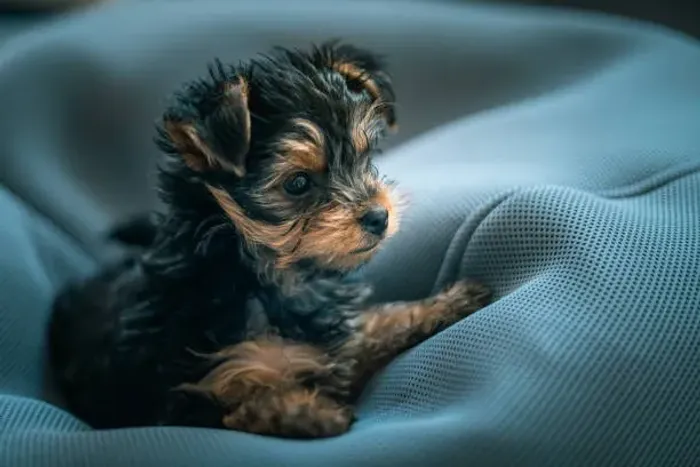 Filhote de Yorkshire O Filhote Que Leva Charme Para Sua Família