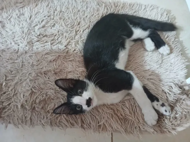 Gatinhos fofos