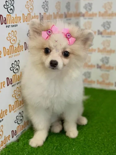 Spitz Alemão fêmea 