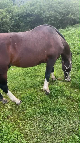 Cavalo crioulo documentado vacinas em dia