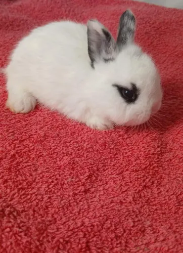 Mini lion Head 