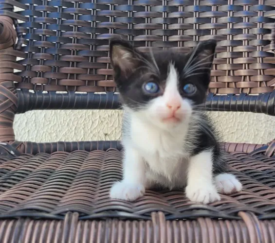 Gatos para adoção
