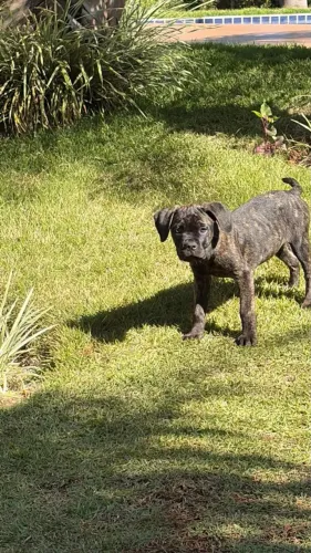 Cane Corso Femea Disponivel