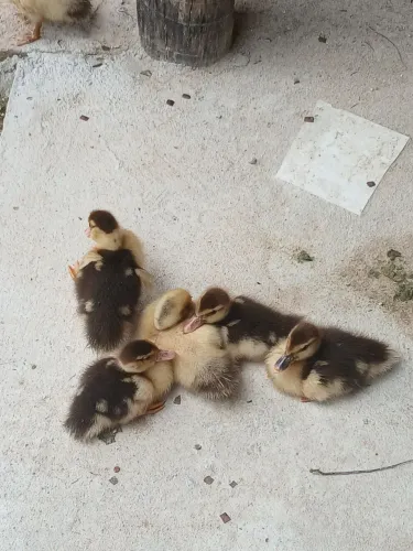 Filhotes de pato