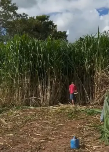 Chovendo e hora de plantar BRS CAPIAÇU DA EMBRAPA pra sorrir no próximo VERAO