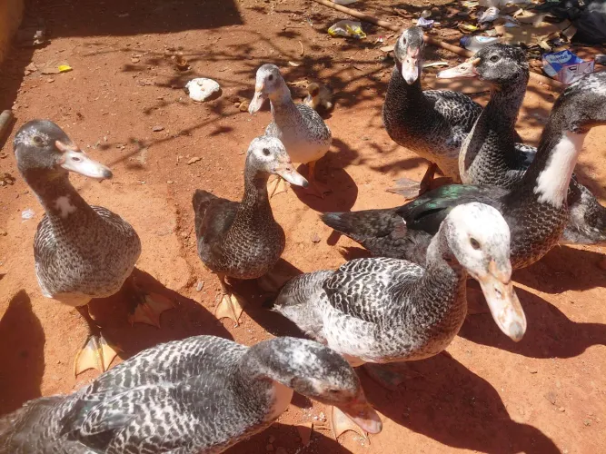 Patos