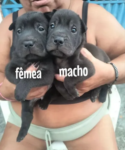 Sharpei 