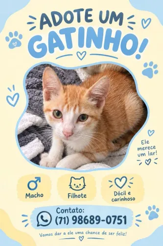 GATINHO PARA ADOÇÃO RESPONSÁVEL