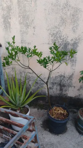 Frutíferas produzindo