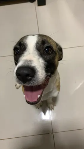 Doação responsável de cachorrinha - Procuro um lar cheio de amor ?