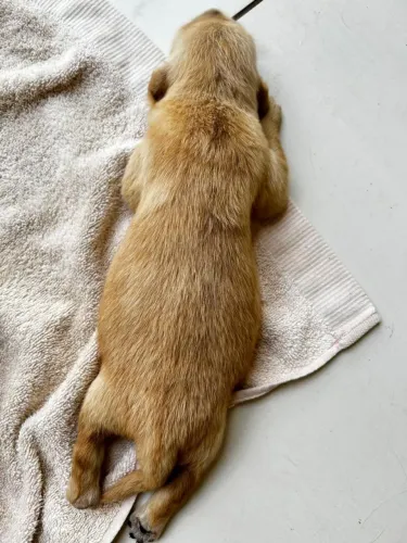 Filhote de golden retriever á venda