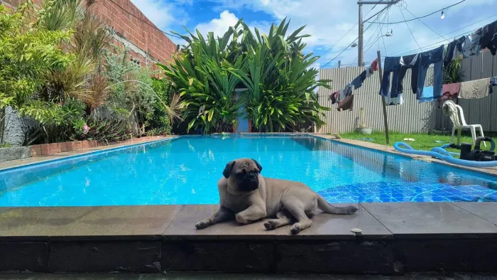 Pug
