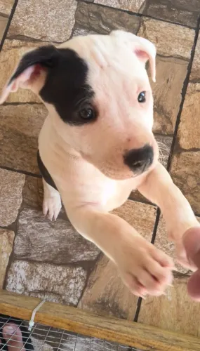 Filhote de Pitbull 