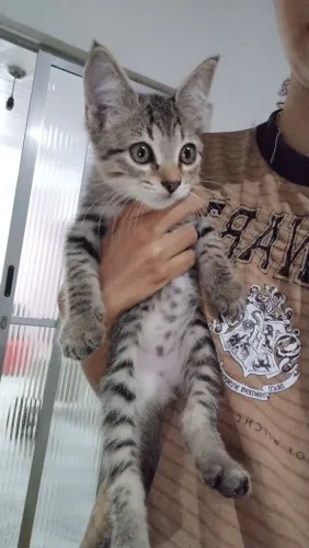 Gato para doação