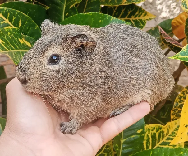 Porquinhos da índia machos