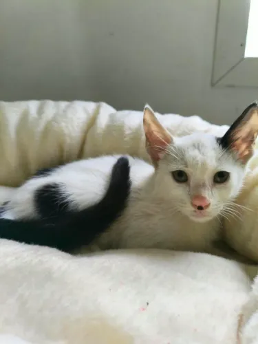 Toffu bebê gatinho macho dois meses para adoção.
